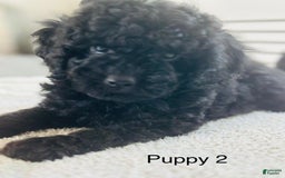 Toy Poodle dogs for sale: Bella - Image 2