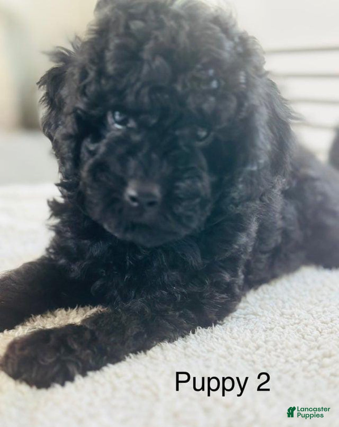 Toy Poodle dogs for sale: Bella - Image 2