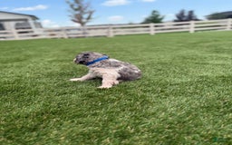 Bernedoodle dogs for sale: 2 - Image 6