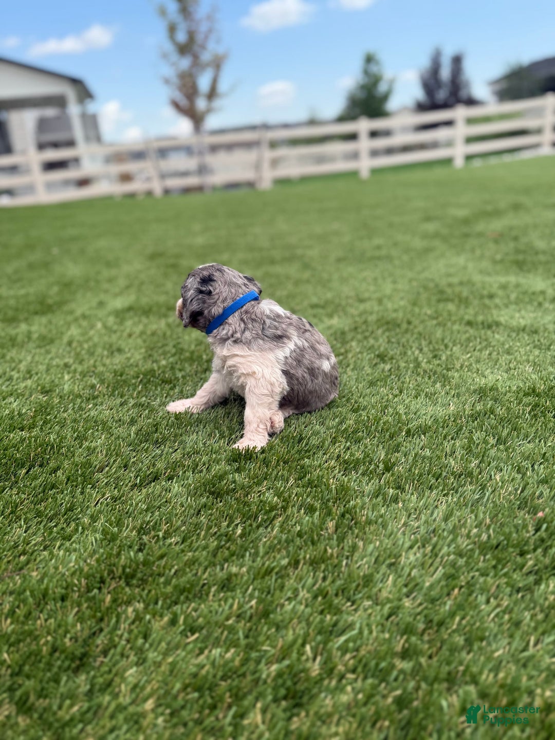 Bernedoodle dogs for sale: 2 - Image 6