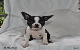 Boston Terrier dogs for sale: Remi - Image 1