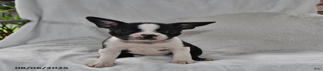 Remi
