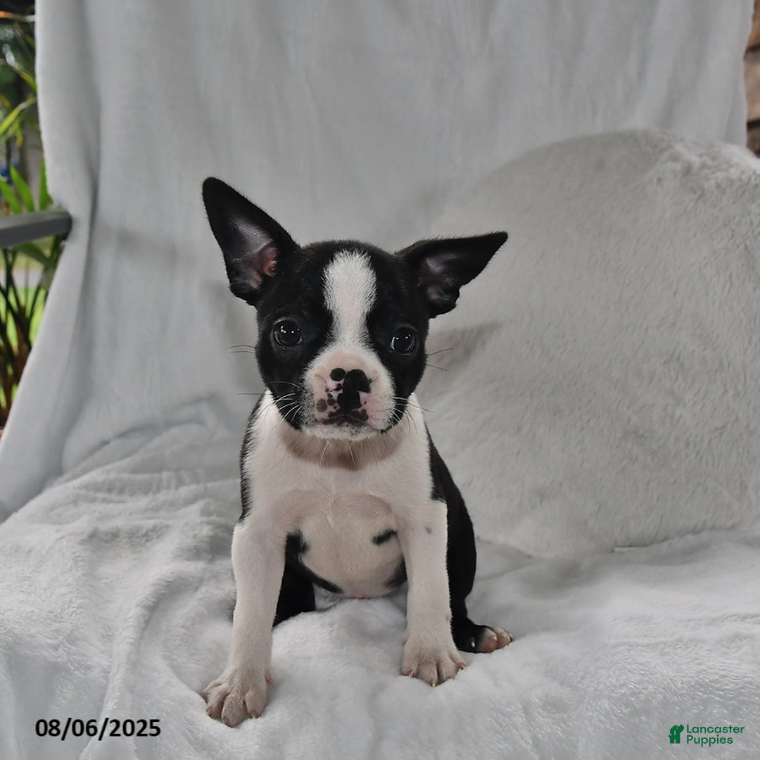 Boston Terrier dogs for sale: Remi - Image 1