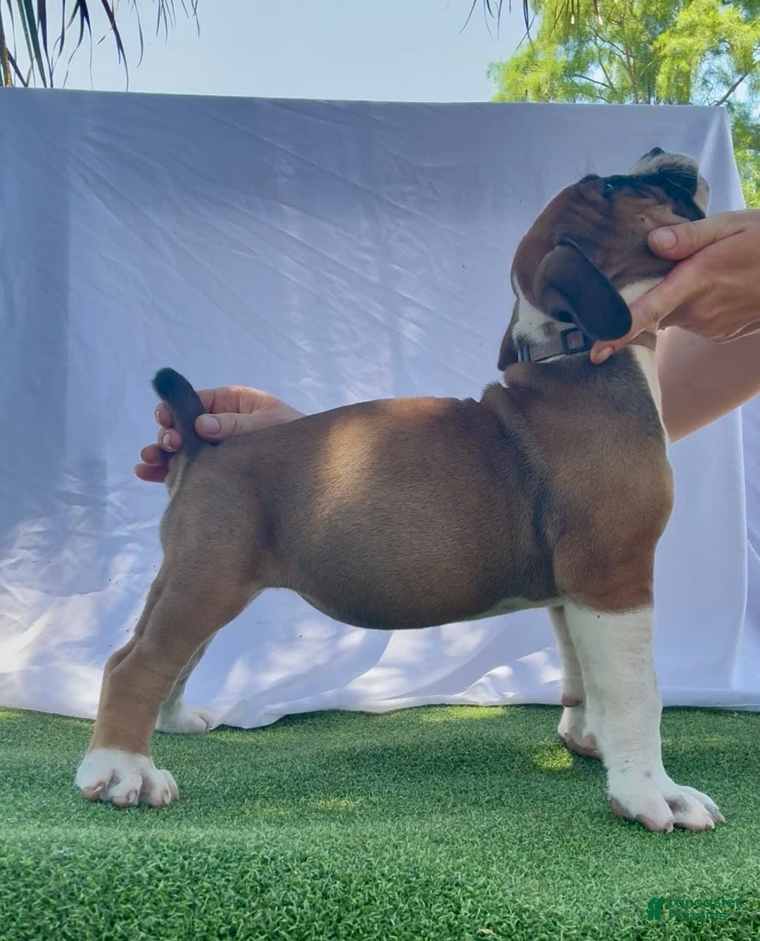 South African Boerboels dogs for sale: Galloway Girl - Image 6