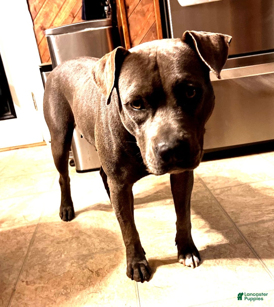 American Bully dogs for sale: "   Alicia Keyz" - Image 9