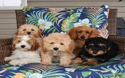 Forever dogs for sale: Lily - Image 3