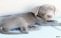 Labrador Retriever dogs for sale: Maxi - Image 1