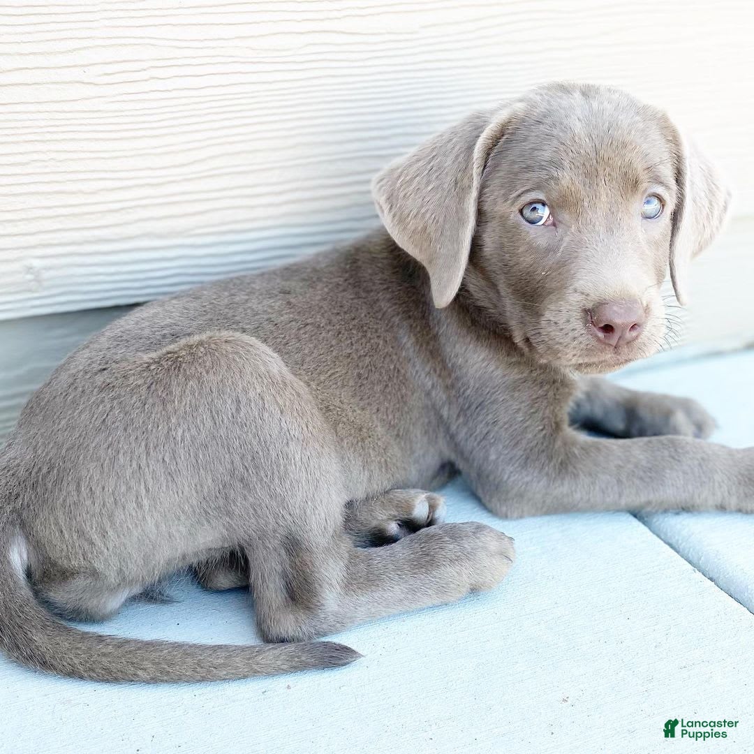 Labrador Retriever dogs for sale: Maxi - Image 1