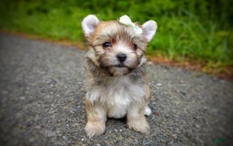 Morkie dogs for sale: Rare Babydoll Spark - Image 13