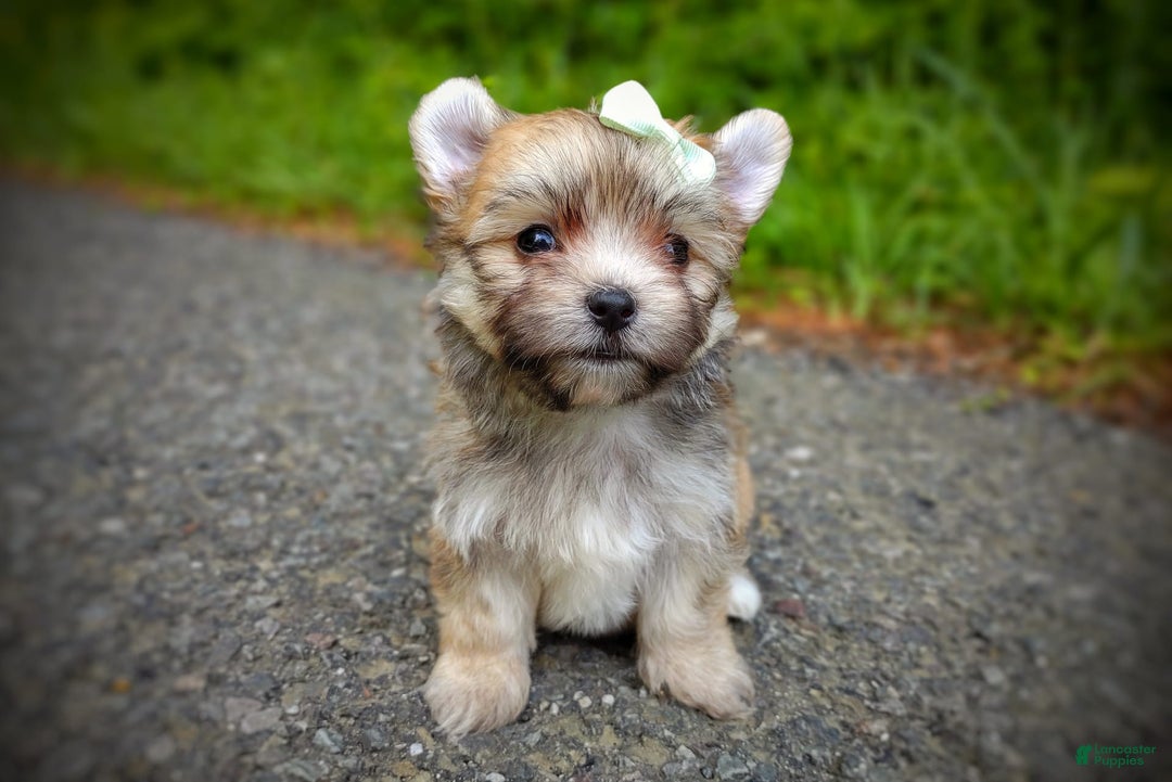 Morkie dogs for sale: Rare Babydoll Spark - Image 13