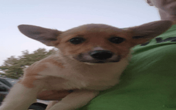 Welsh Corgi Pembroke dogs for sale: Novas Girl 3 - Image 2