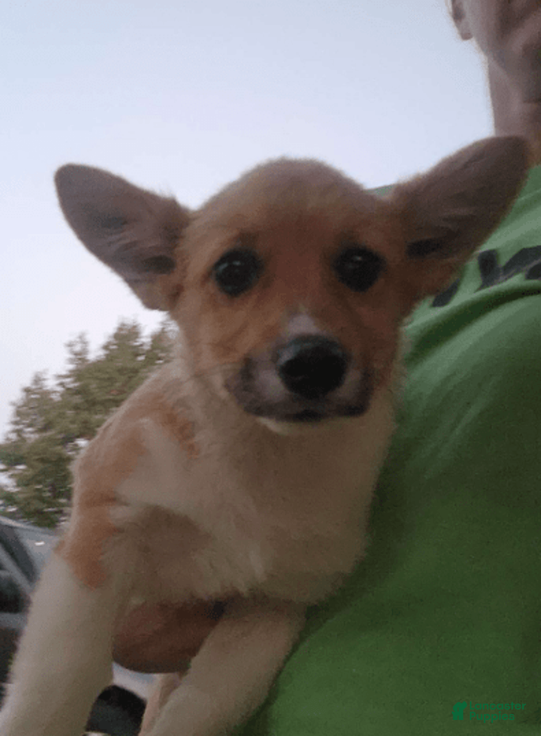 Welsh Corgi Pembroke dogs for sale: Novas Girl 3 - Image 2