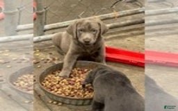 Labrador Retriever dogs for sale: Labrador Retriever - Image 3