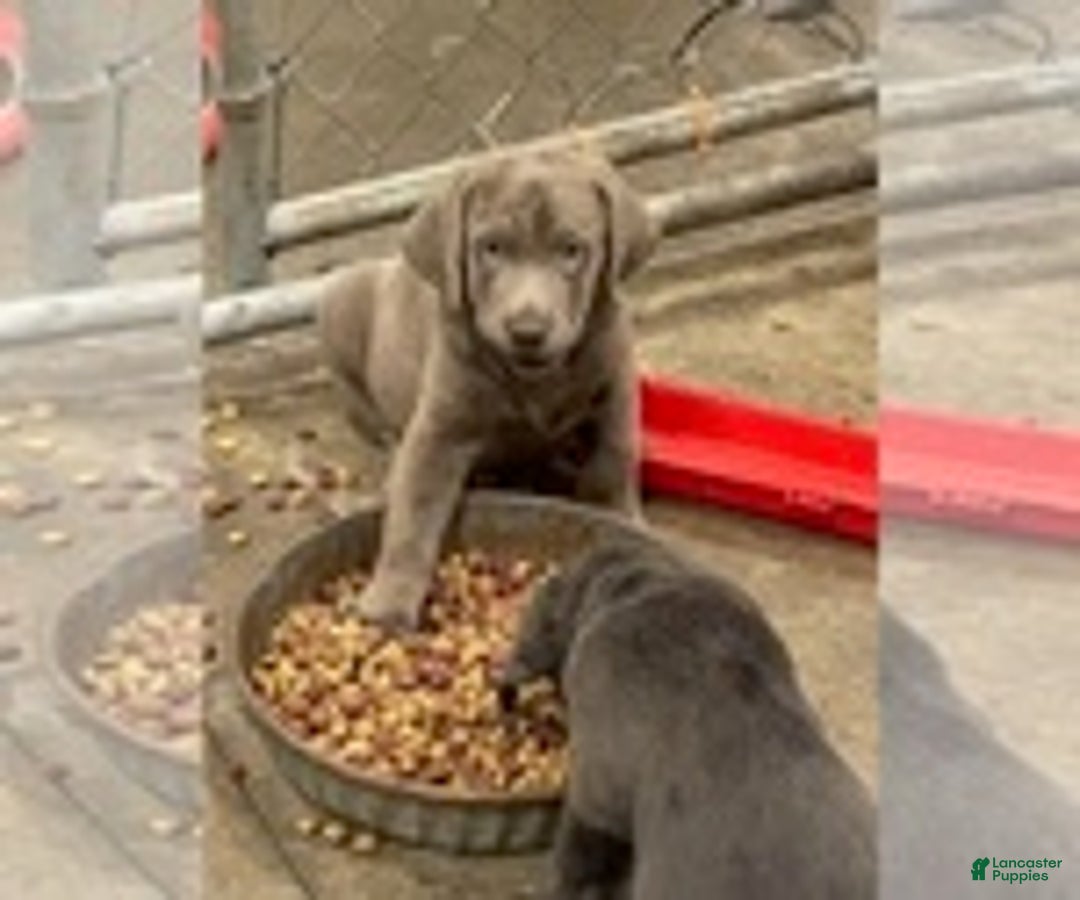 Labrador Retriever dogs for sale: Labrador Retriever - Image 3