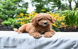 Cockapoo dogs for sale: Fred - Image 1