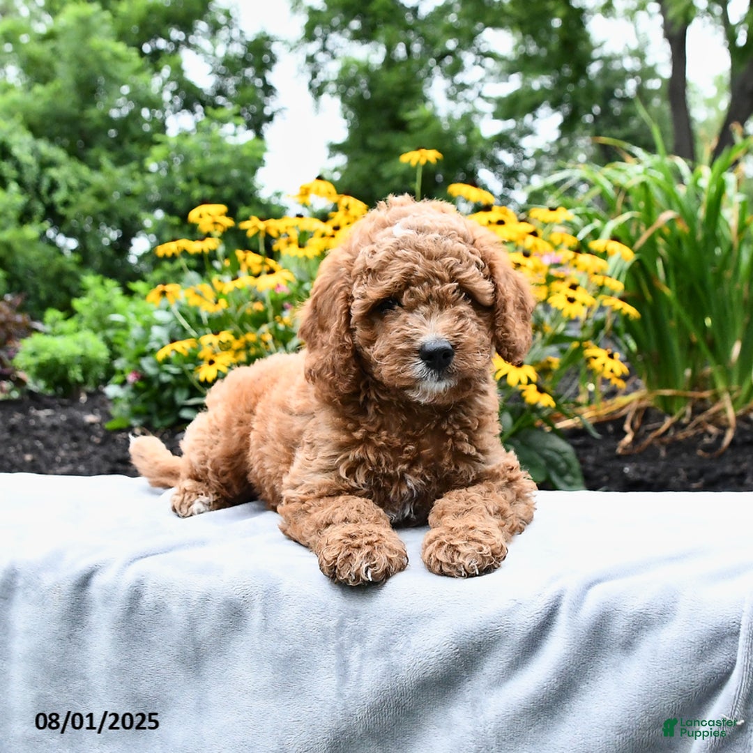 Cockapoo dogs for sale: Fred - Image 1