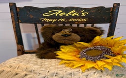 Mini Bernedoodle dogs for sale: Aelas Lime Green Boy - Image 18