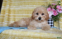 Mini Goldendoodle dogs for sale: Lewis - Image 4