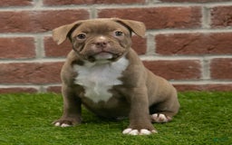 Frenchton dogs for sale: Scout - Image 8