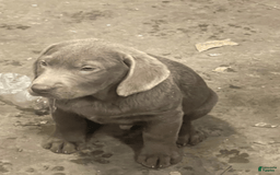 Labrador Retriever dogs for sale: Labrador Retriever 7 puppies - Image 1