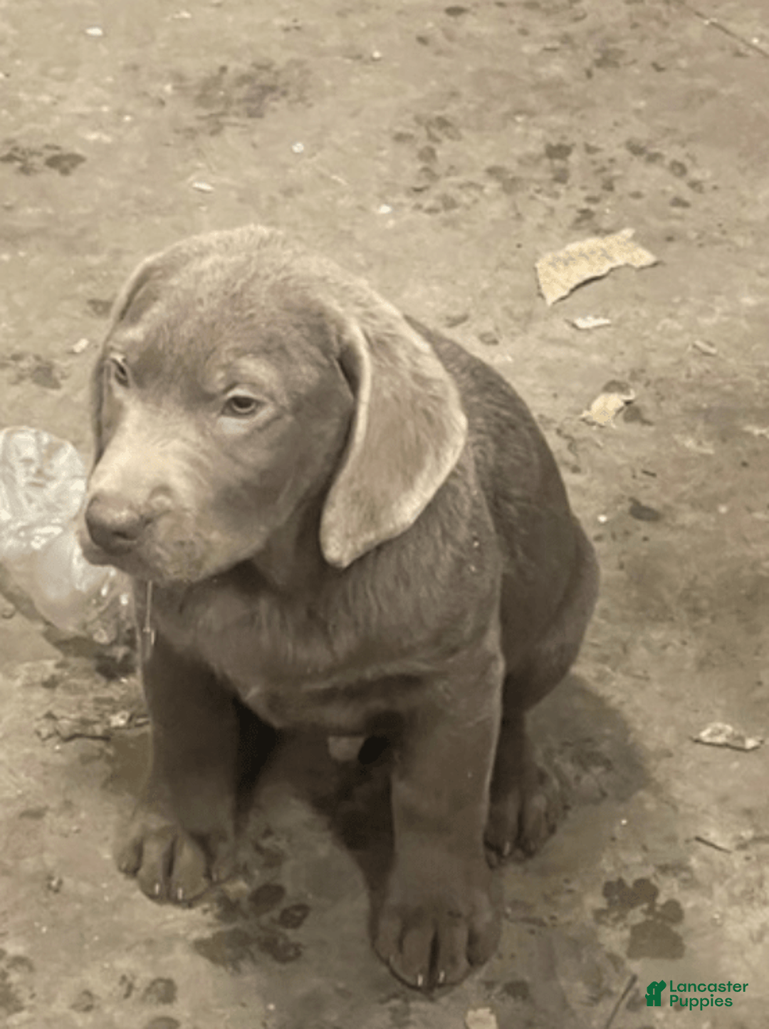 Labrador Retriever dogs for sale: Labrador Retriever 7 puppies - Image 1