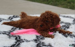 Toy Poodle dogs for sale: Haley - Image 17