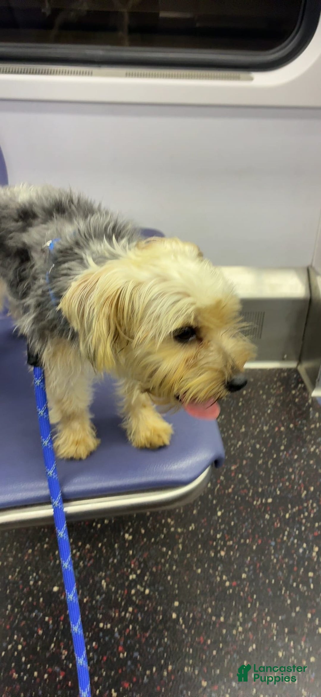 Yorkshire Terrier dogs for sale: Pepper - Image 4