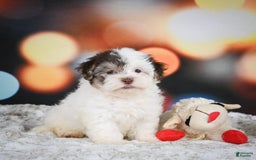 Havanese dogs for sale: Rolex - Image 4
