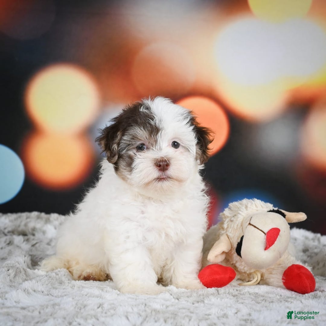 Havanese dogs for sale: Rolex - Image 4
