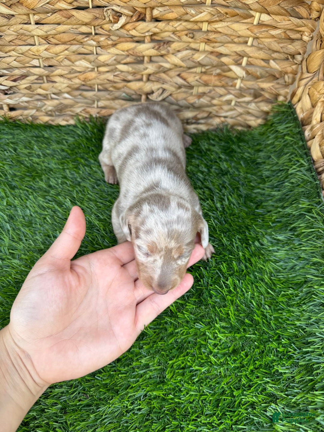 Miniature Dachshund dogs for sale: Cinderella - Image 3