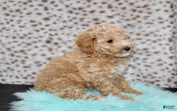 Miniature Poodle dogs for sale: Charles - Image 2