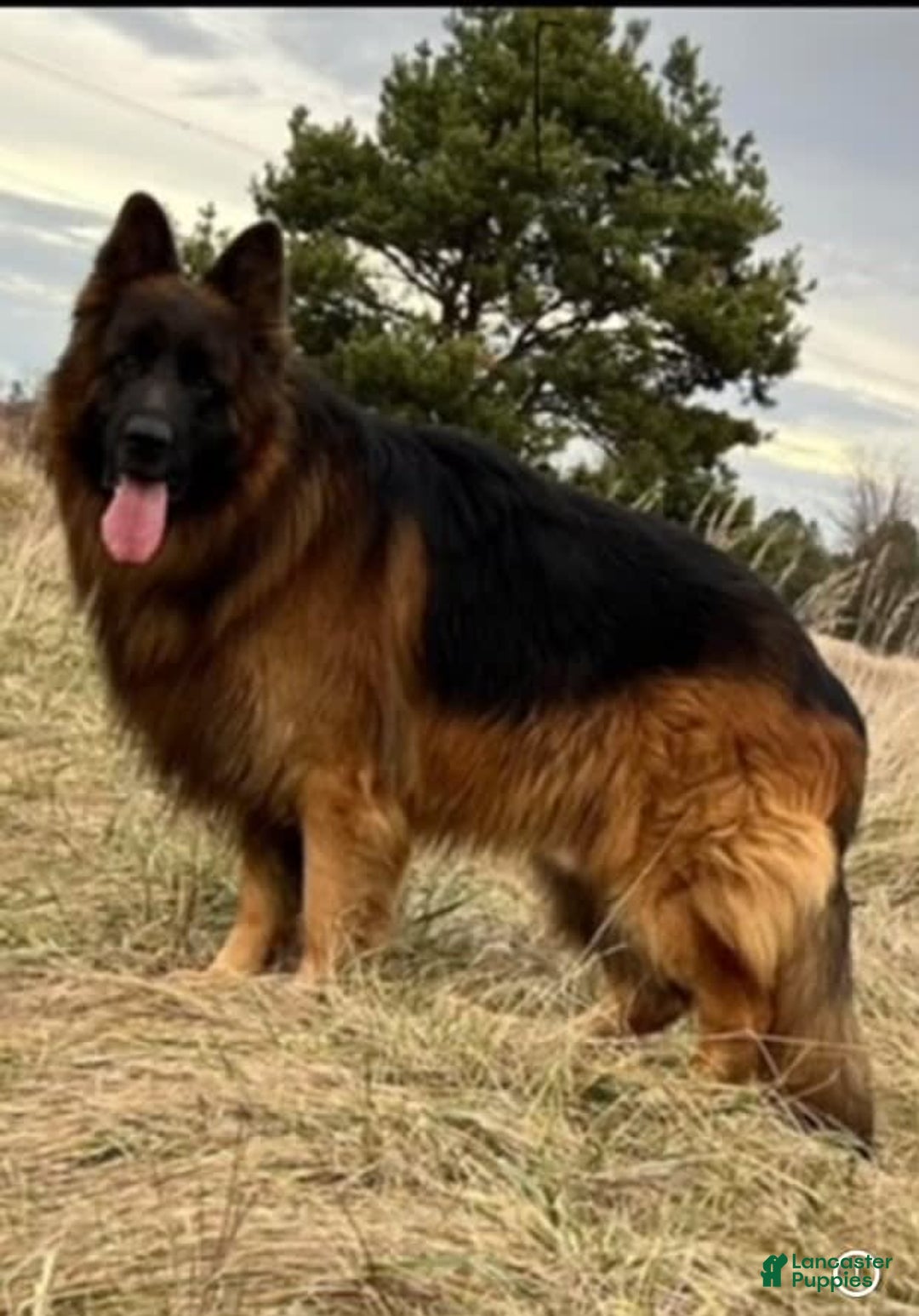 German Shepherd dogs for sale: Rubi - Image 3