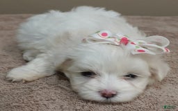 Maltese dogs for sale: Empress - Image 4