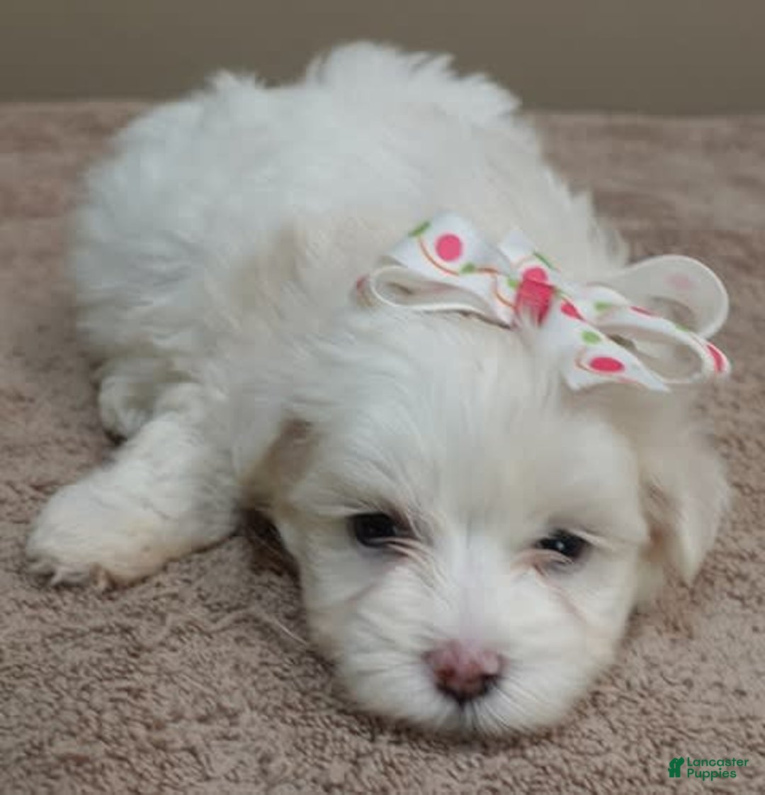 Maltese dogs for sale: Empress - Image 4