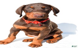 Doberman Pinscher dogs for sale: Tyler - Image 2