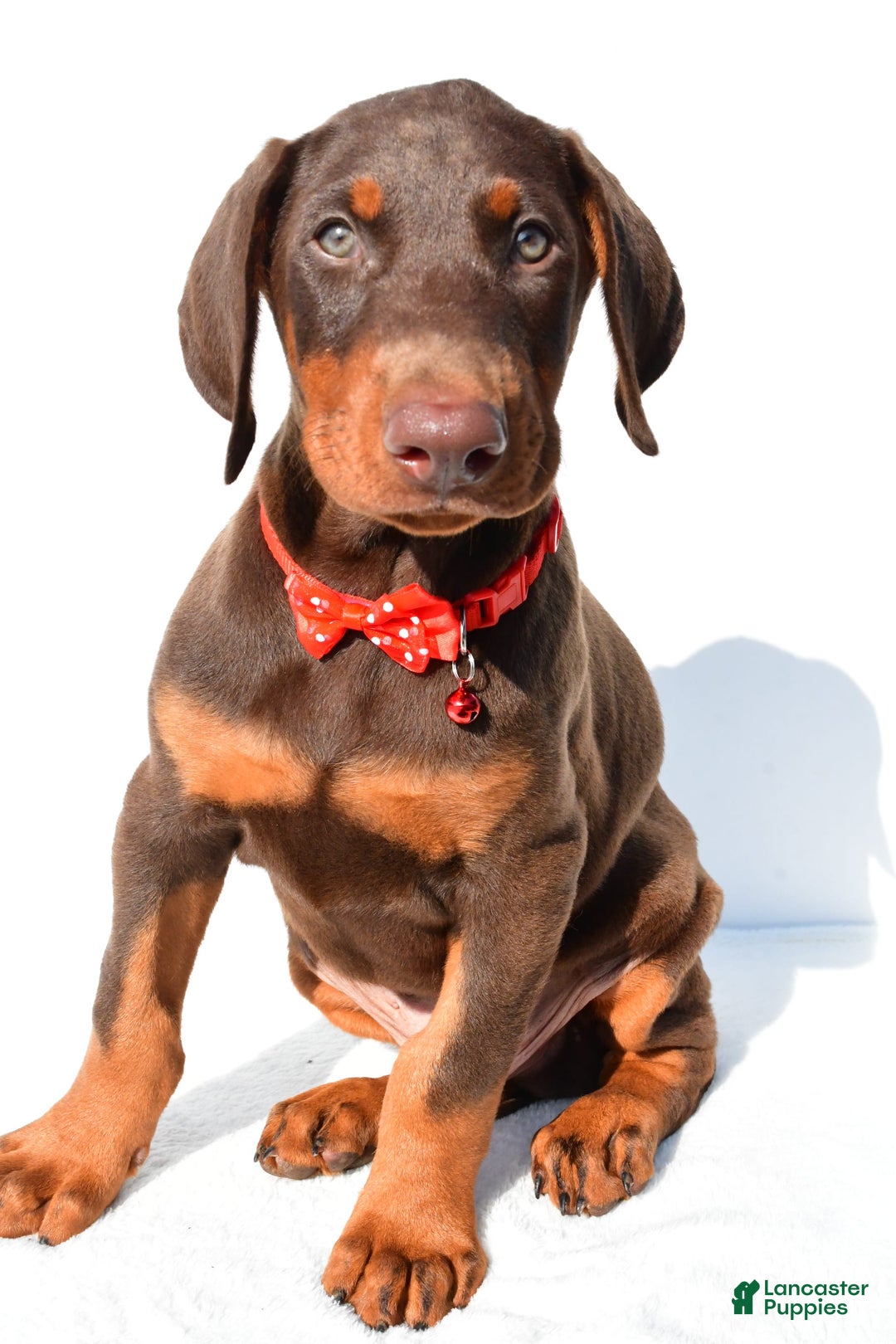 Doberman Pinscher dogs for sale: Tyler - Image 2