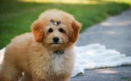 Miniature Poodle dogs for sale: Addison - Image 7