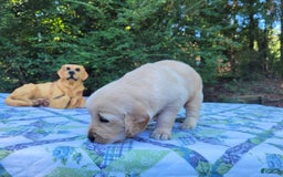 Golden Retriever dogs for sale: JOEY - Image 11