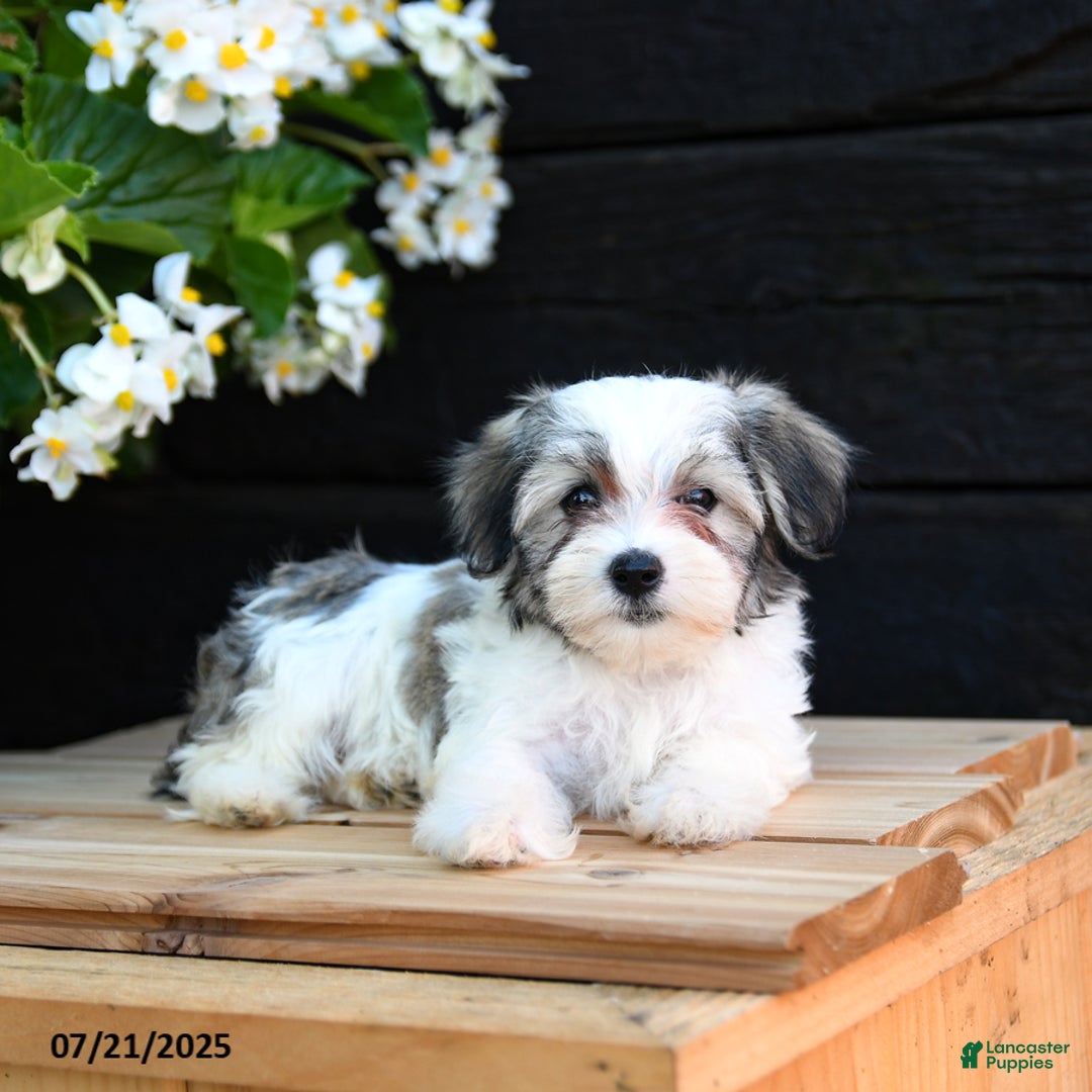 Maltese dogs for sale: Jasmine - Image 1