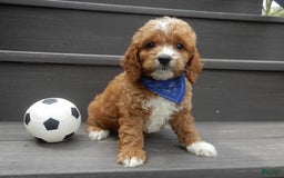 Cockapoo dogs for sale: Lenny - Image 8