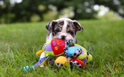 Beabull dogs for sale: Oreo - Image 6