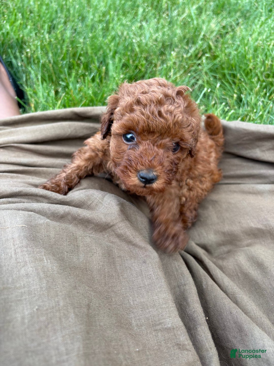 Toy Poodle dogs for sale: 🌷 Ruby - Image 5