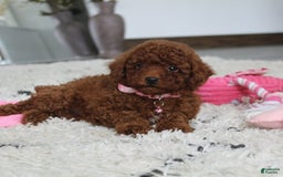 Toy Poodle dogs for sale: Elena - Image 21
