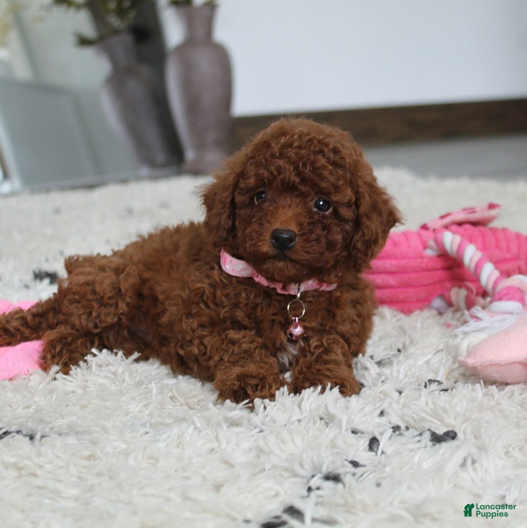 Toy Poodle dogs for sale: Elena - Image 21