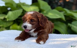 Cavapoo dogs for sale: Barbie - Image 13