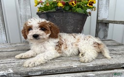 Cavapoo dogs for sale: Cassidy - Image 1