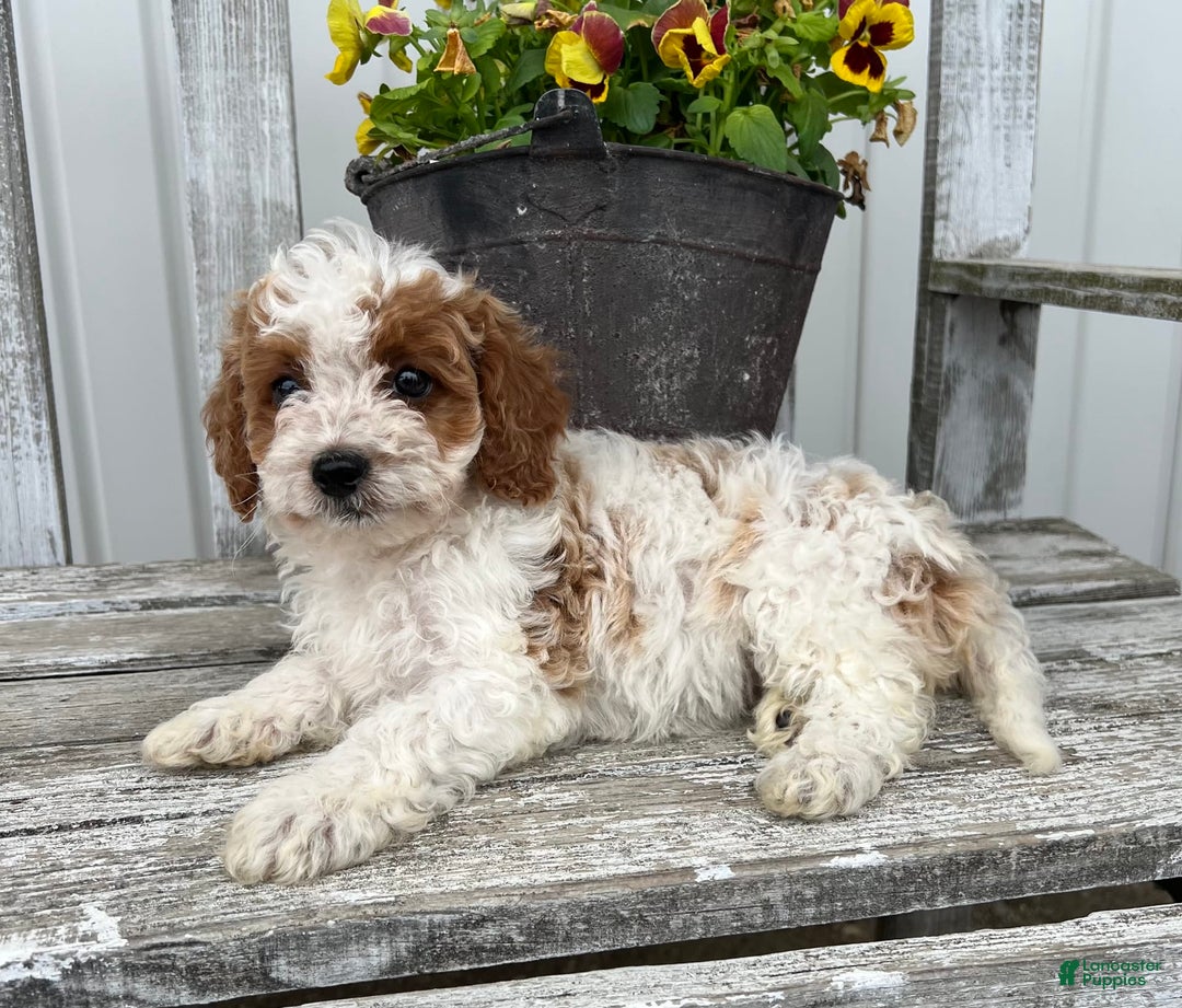 Cavapoo dogs for sale: Cassidy - Image 1