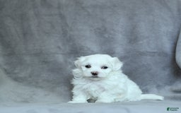Maltese dogs for sale: Dakota - Image 11