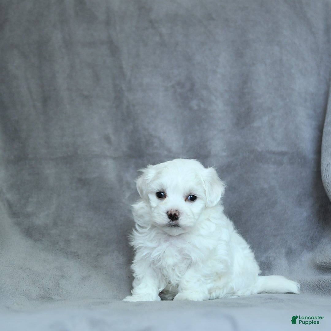 Maltese dogs for sale: Dakota - Image 11