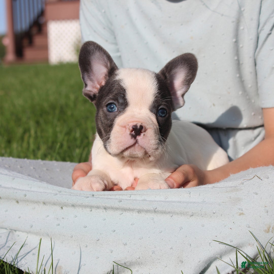 French Bulldog dogs for sale: Stiles - Image 1